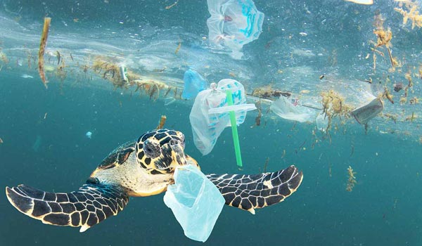 The impact of plastic on nature
