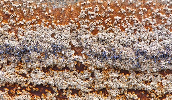 Biofouling is formed in the hulls of boats not properly treated.