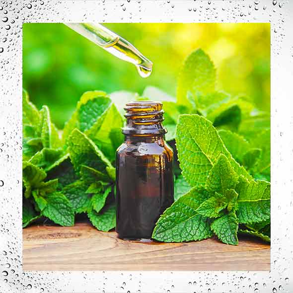 natural essential oil of mint