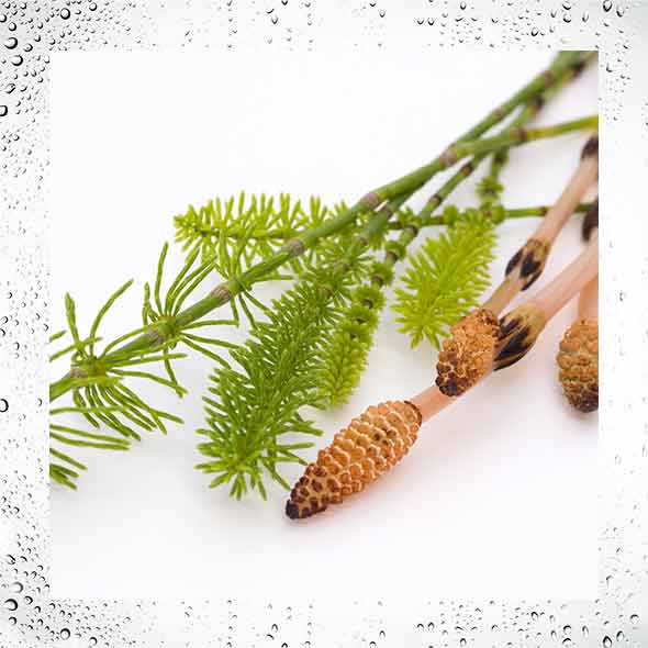 Natural extract of organic horsetail